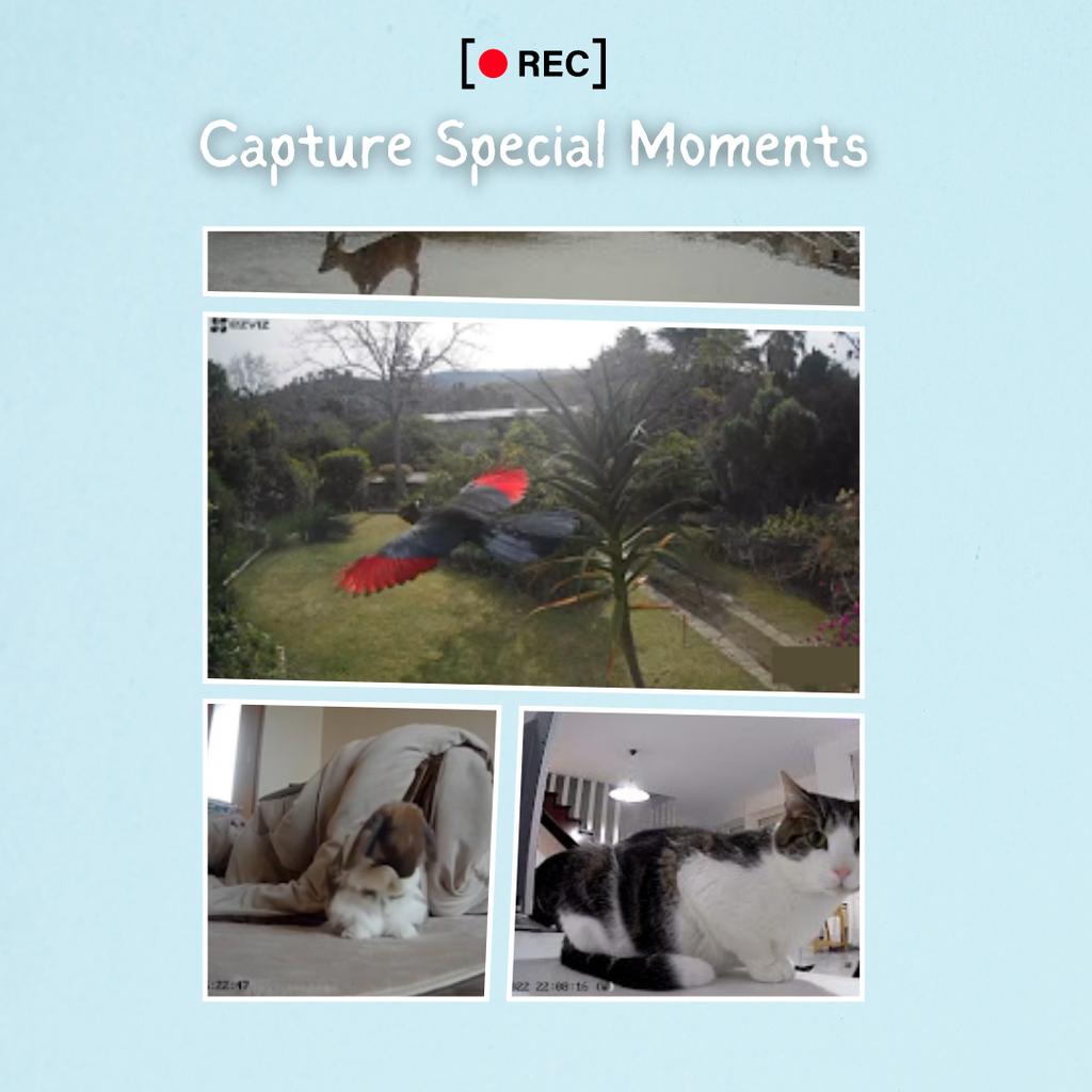 SnugWatch EZVIZ Cam